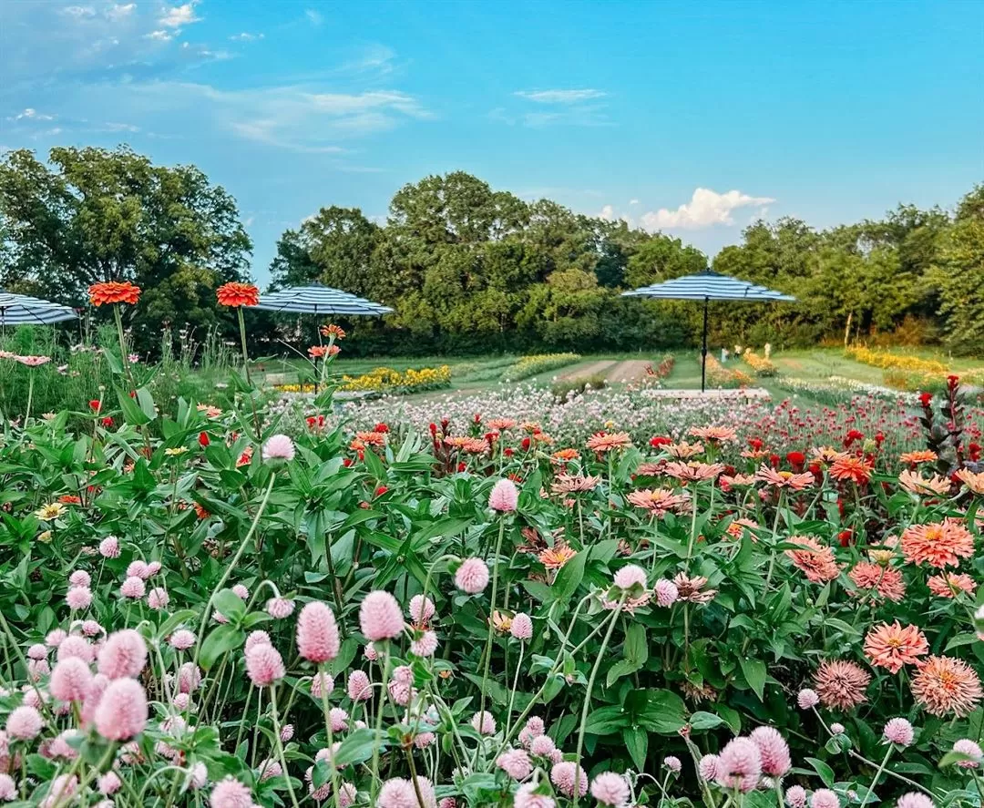 The Flower Meadow